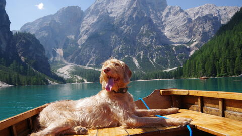 Un perro disfrutando de un descanso en los Alpes italianos