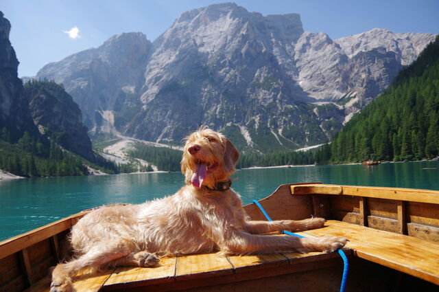 Un perro disfrutando de un descanso en los Alpes italianos