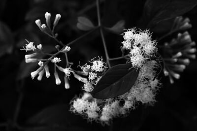 Flores, Villa Durazzo-Pallavicini