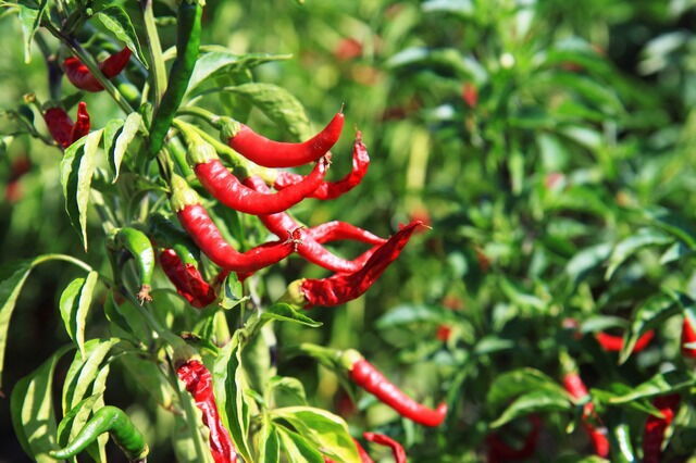Plantas de la Guindilla