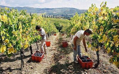 Cosecha en Volpaia
