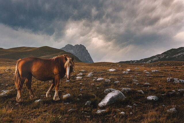 Un caballo en el Parque Nacional del Gran Sasso y Monti della Laga