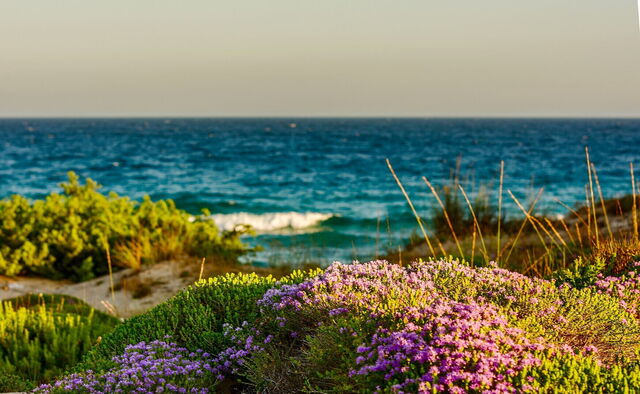 Campomarino, Flora
