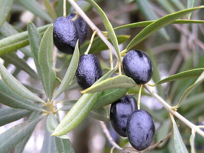 Aceitunas negras madurando