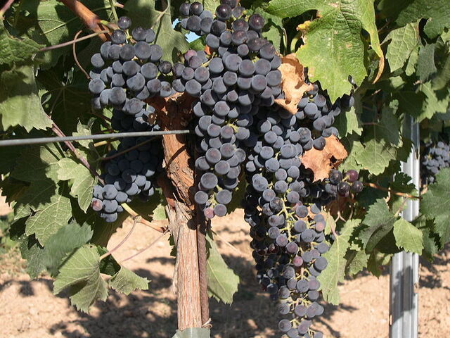 Uvas Merlot de cerca