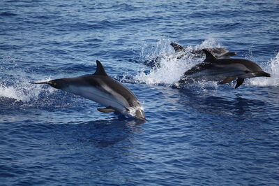 Delfines en Panarea