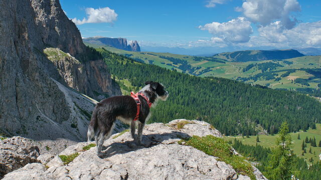 Senderismo con perro en los Dolomitas