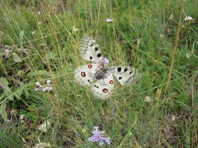 Mariposa Apolo En Gran Sasso
