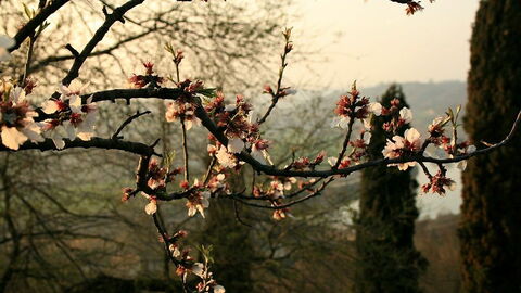 Parco Giardino Sigurtà, cerezos en flor
