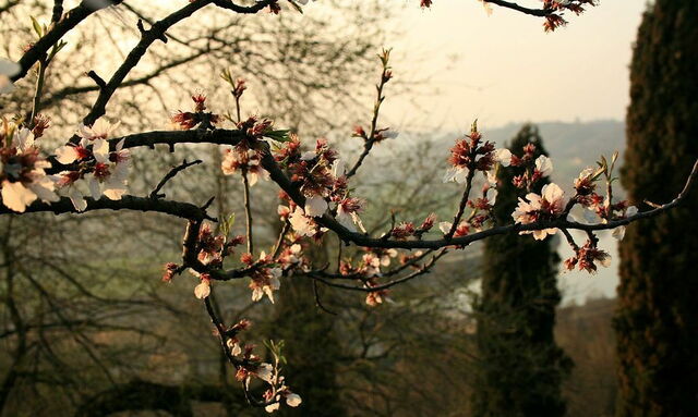Parco Giardino Sigurtà, cerezos en flor