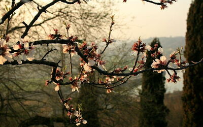 Parco Giardino Sigurtà, cerezos en flor