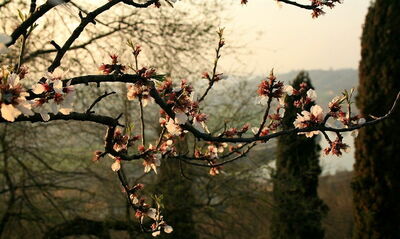 Parco Giardino Sigurtà, cerezos en flor
