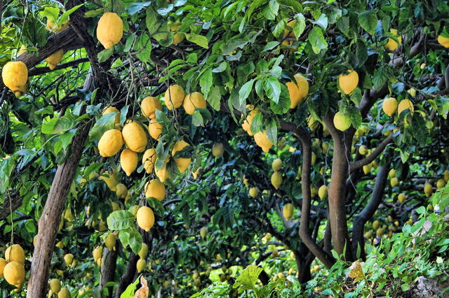 Limones en Italia