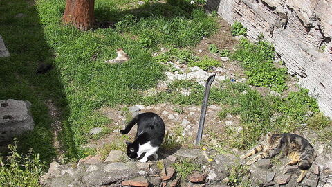 Los gatos de Torre Argentina