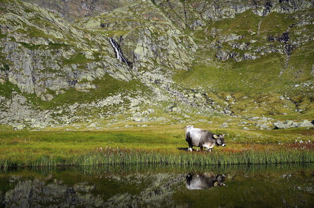Una vaca en las afueras de Merano