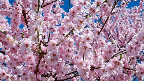 Cerezos en flor