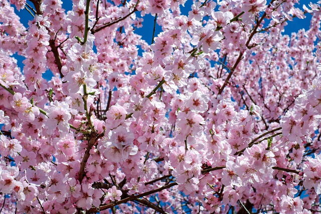 Cerezos en flor
