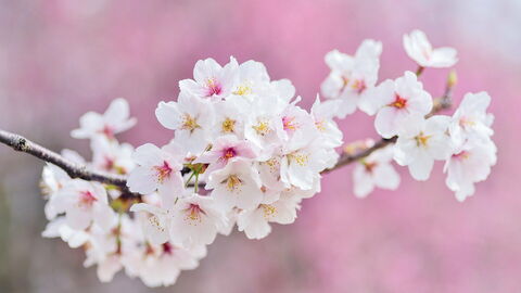 Flores de cerezo