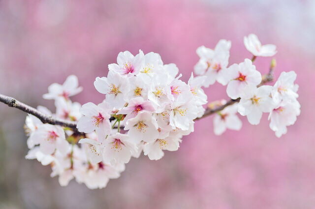 Flores de cerezo