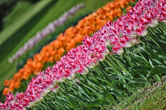 Tulipanes