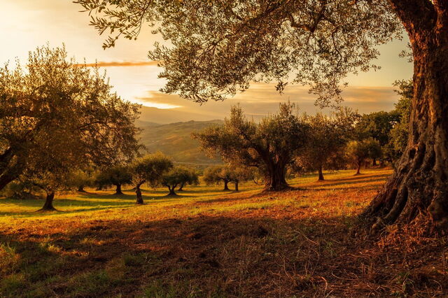 Viñedo
