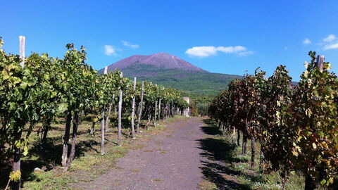 Viñedo al pie del Vesubio