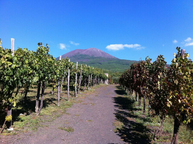 Viñedo al pie del Vesubio