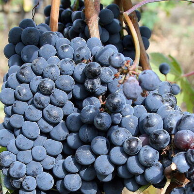 las uvas del vino de Chianti