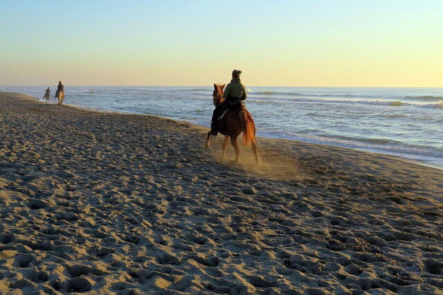 Paseos a caballo en la costa toscana.