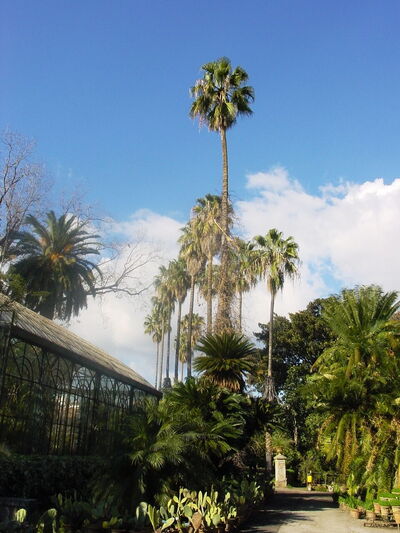 Orto Botanico di Palermo