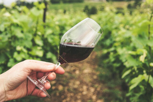 Viñedo