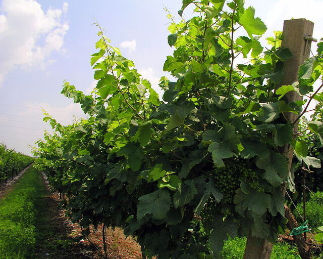 jóvenes uvas prosecco