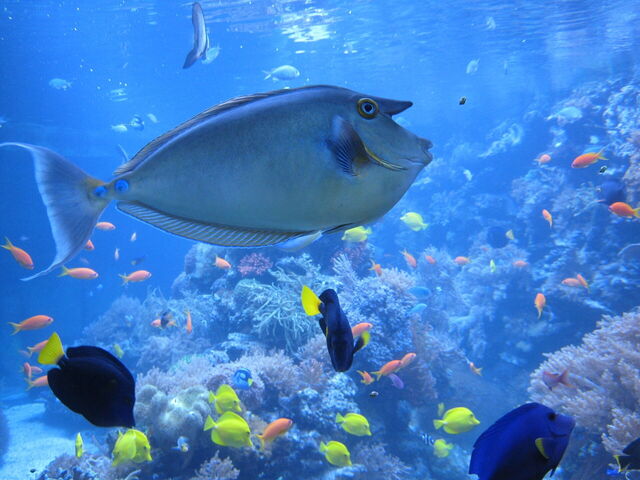 Acuario, Génova
