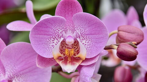 Orquídea