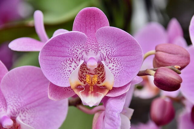 Orquídea