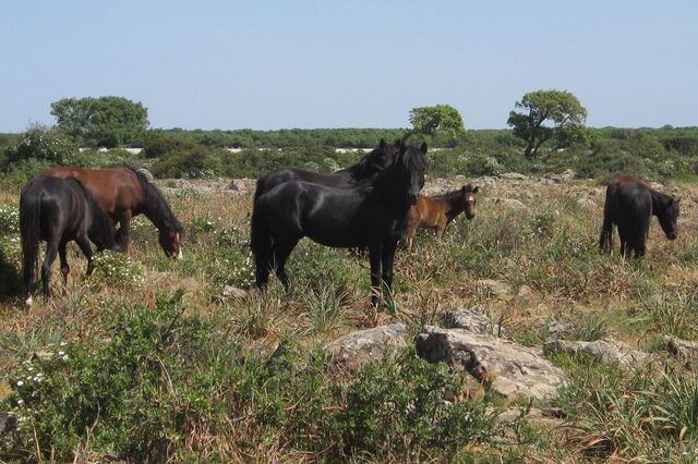 Caballos salvajes, Giara di Gesturi