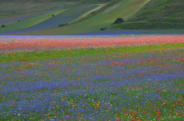 Piani di Castelluccio, floración