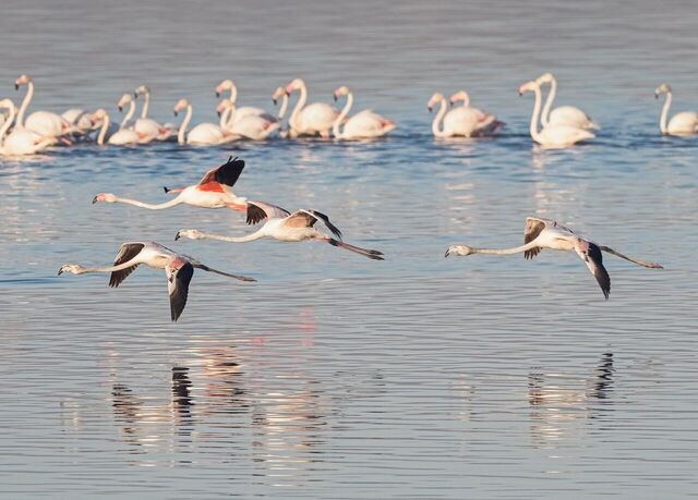 Flamencos
