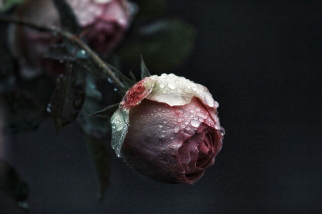 Rosa