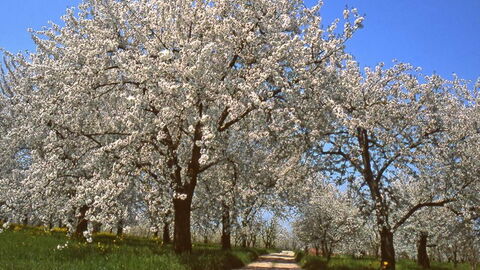 Cerezos en flor, Vignola