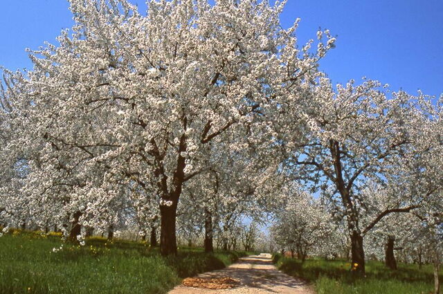 Cerezos en flor, Vignola