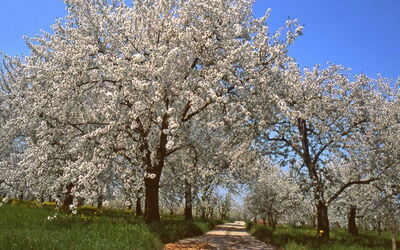 Cerezos en flor, Vignola