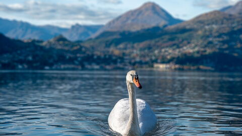 Un cisne en Varenna