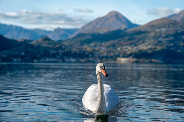 Un cisne en Varenna