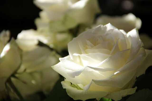 Rosas