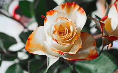 Rosa
