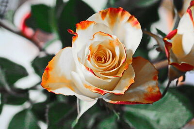 Rosa