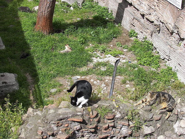 Los gatos de Torre Argentina