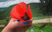 Fotos enviadas por los huéspedes de Fattoria Il Monte