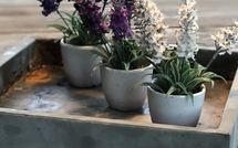 Fotos enviadas por los huéspedes de Villa Flora